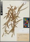 Foto von Salix alba L.
